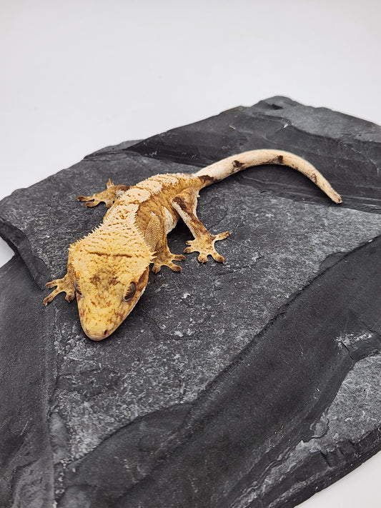 Crested Gecko - Unsexed DOB 12-12-23 (Lightyear x Saturn)