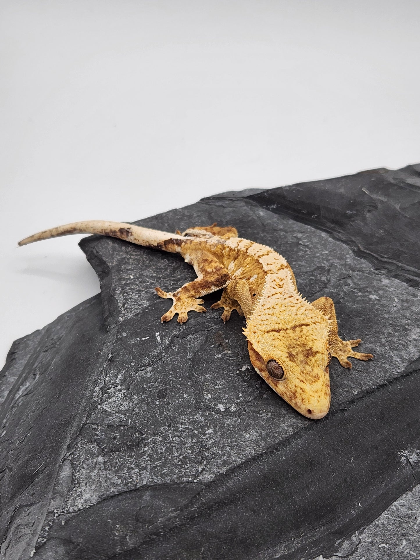 Crested Gecko - Unsexed DOB 12-12-23 (Lightyear x Saturn)