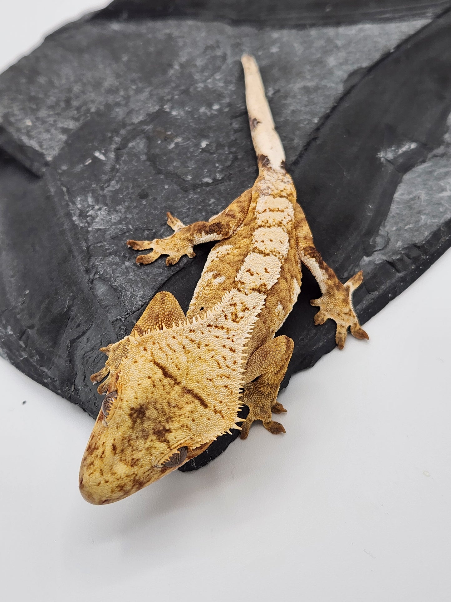 Crested Gecko - Unsexed DOB 12-12-23 (Lightyear x Saturn)