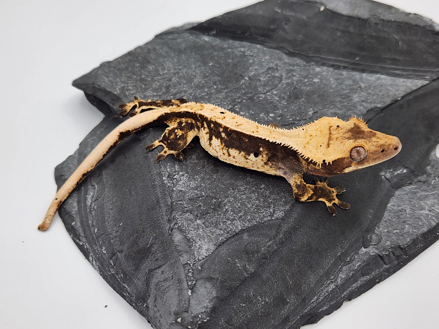 Crested Gecko - Male DOB 05-23-23 (Dane x Succulent)