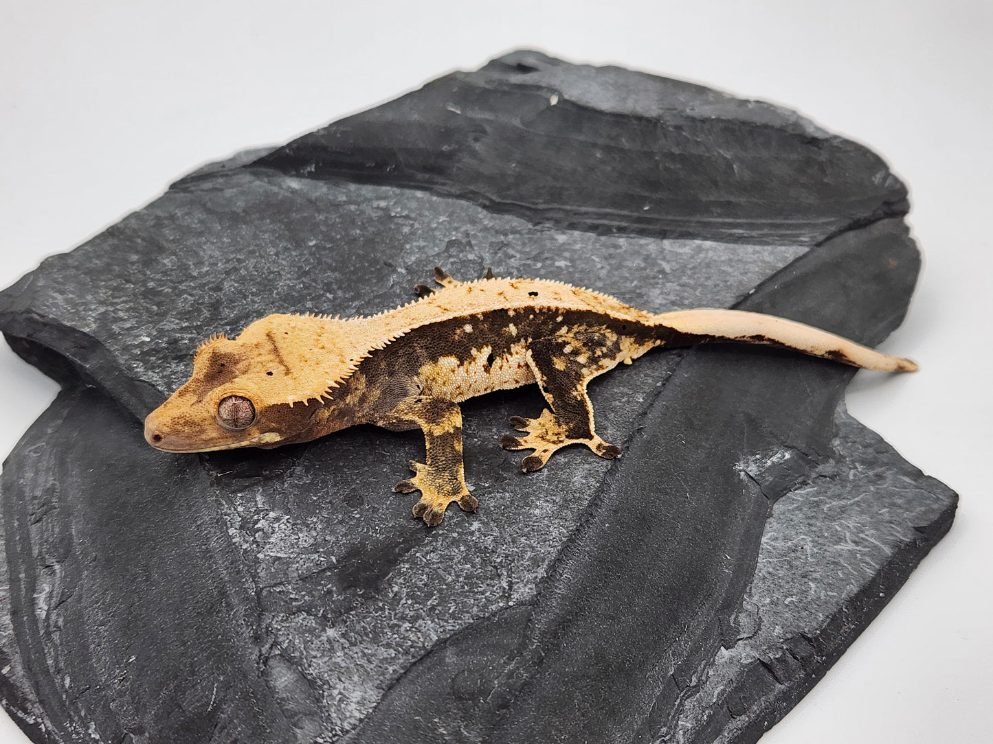 Crested Gecko - Male DOB 05-23-23 (Dane x Succulent)