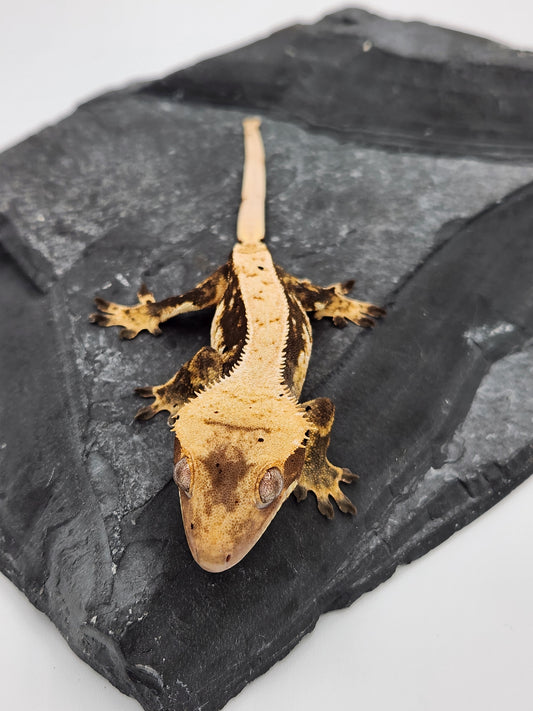 Crested Gecko - Male DOB 05-23-23 (Dane x Succulent)