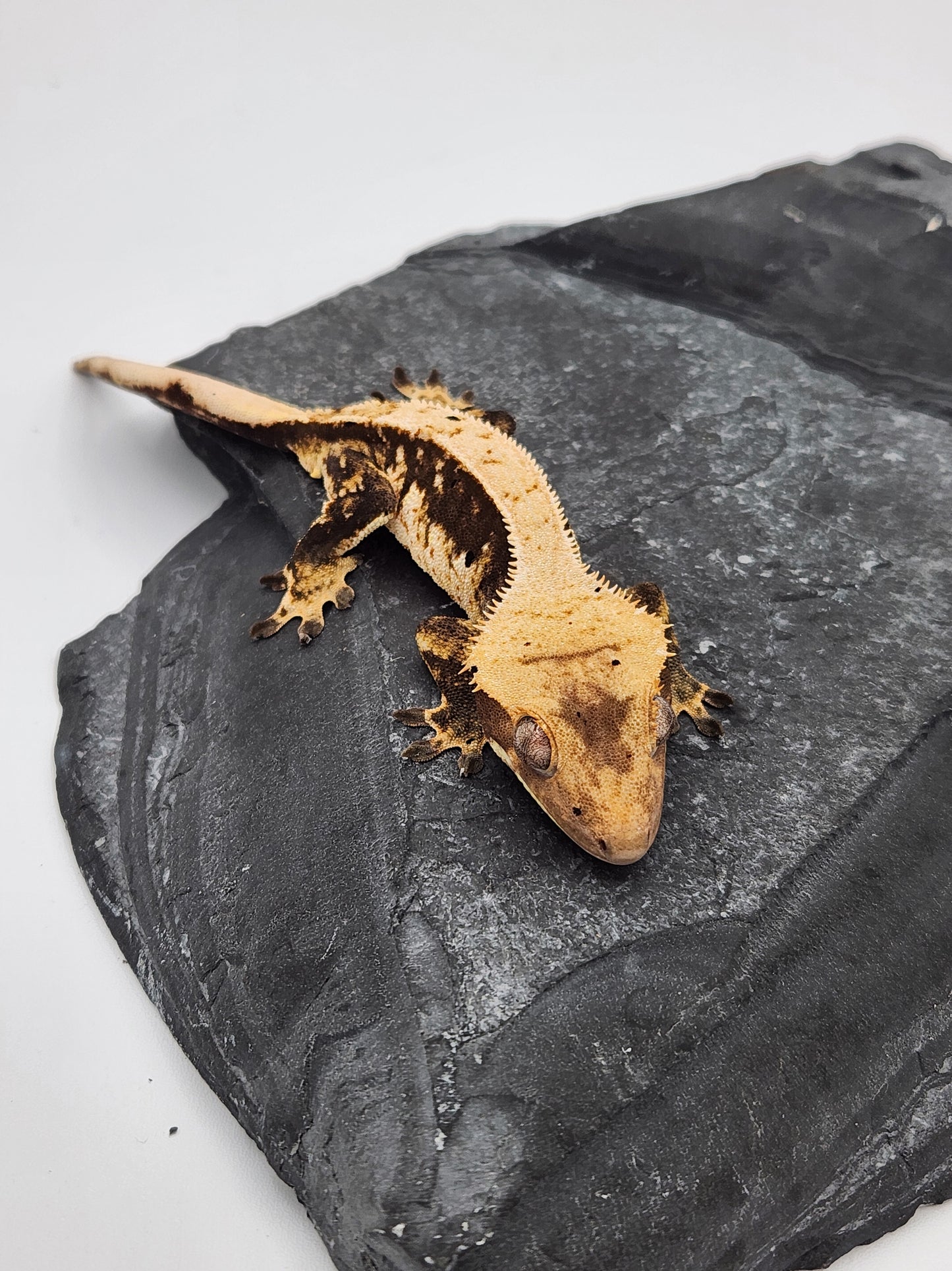 Crested Gecko - Male DOB 05-23-23 (Dane x Succulent)