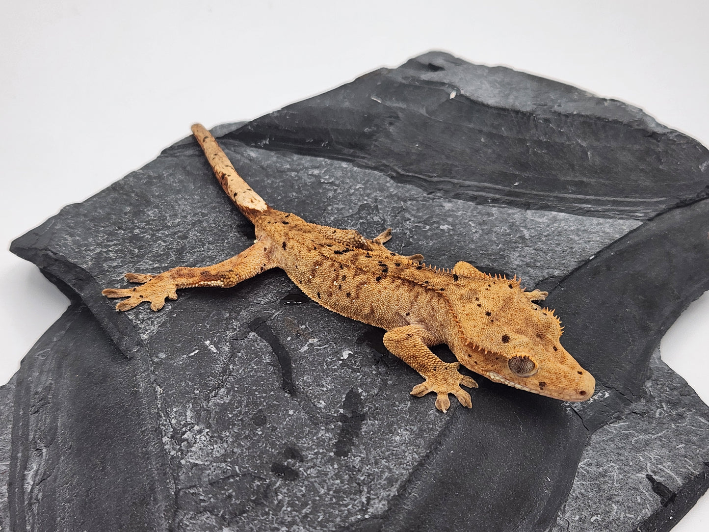 Crested Gecko - Male DOB 10-18-23 (Dot x Spot 5)