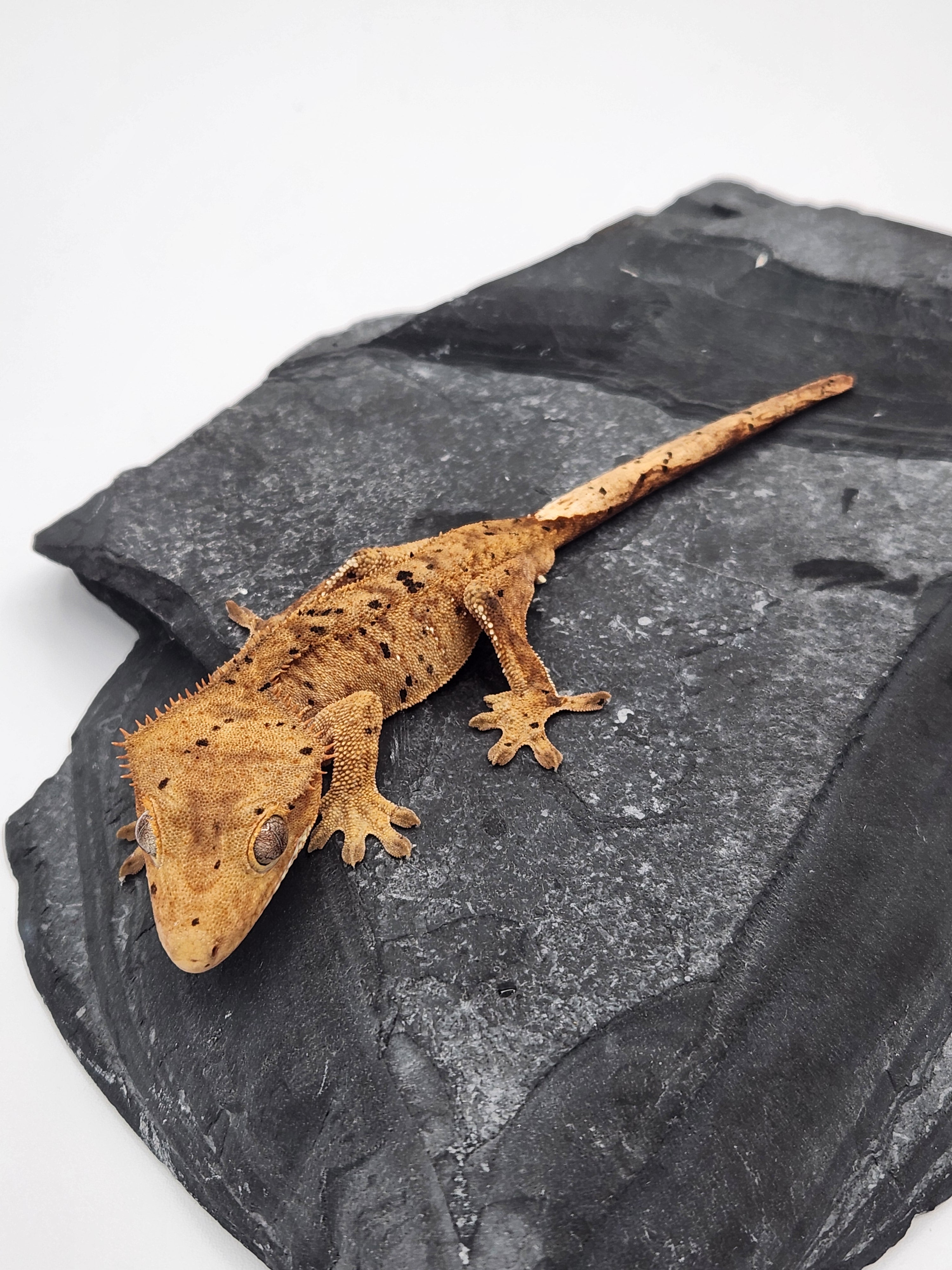 Crested Gecko - Male DOB 10-18-23 (Dot x Spot 5) – Nova Reptiles