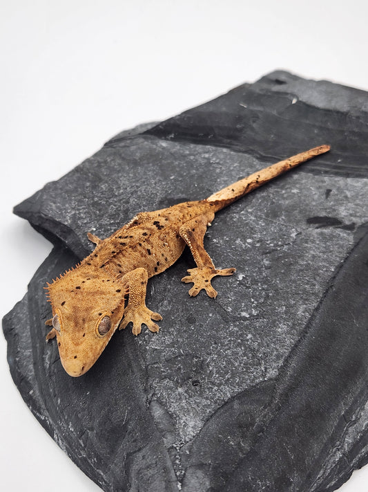 Crested Gecko - Male DOB 10-18-23 (Dot x Spot 5)