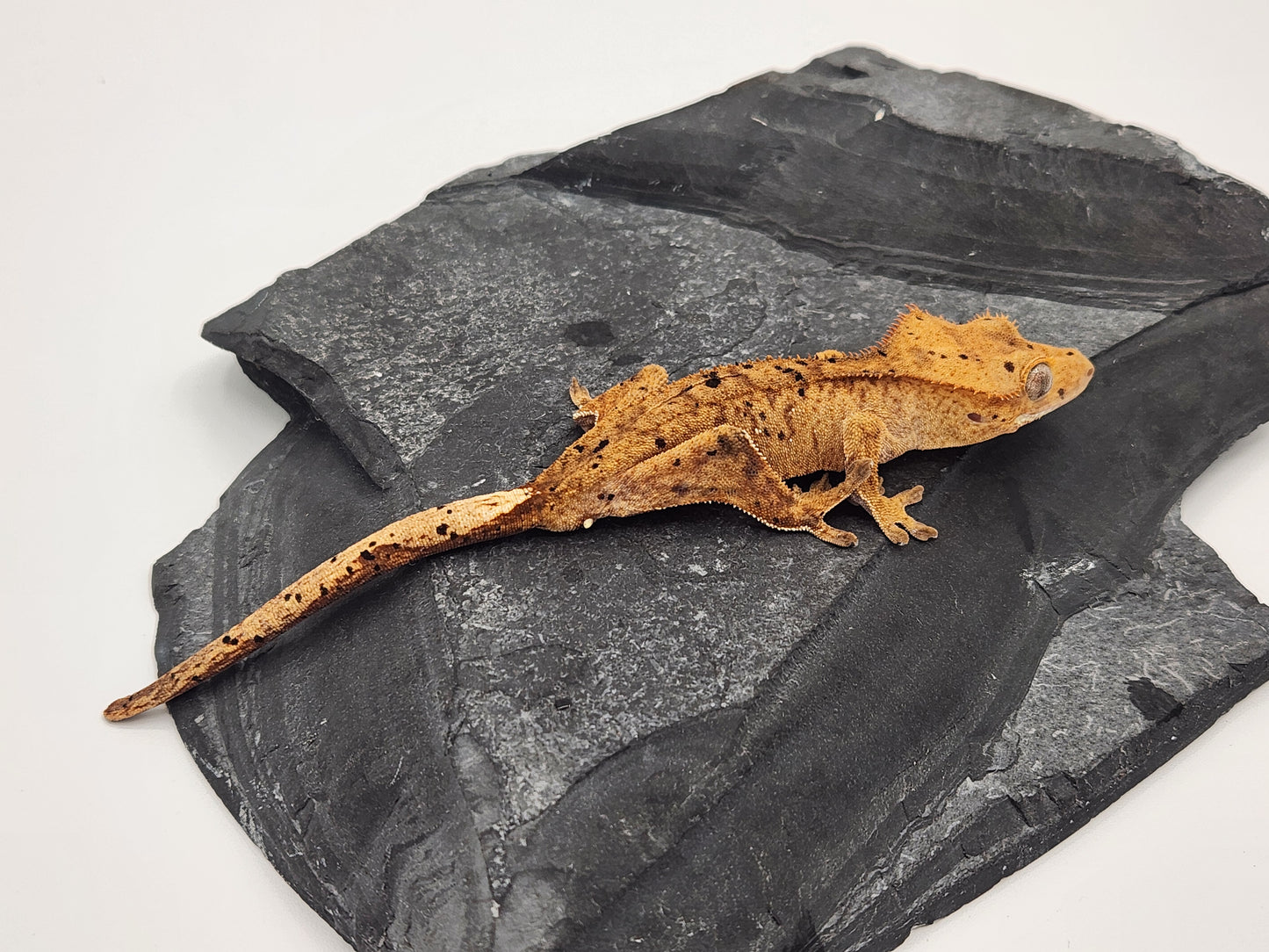 Crested Gecko - Male DOB 10-18-23 (Dot x Spot 5)