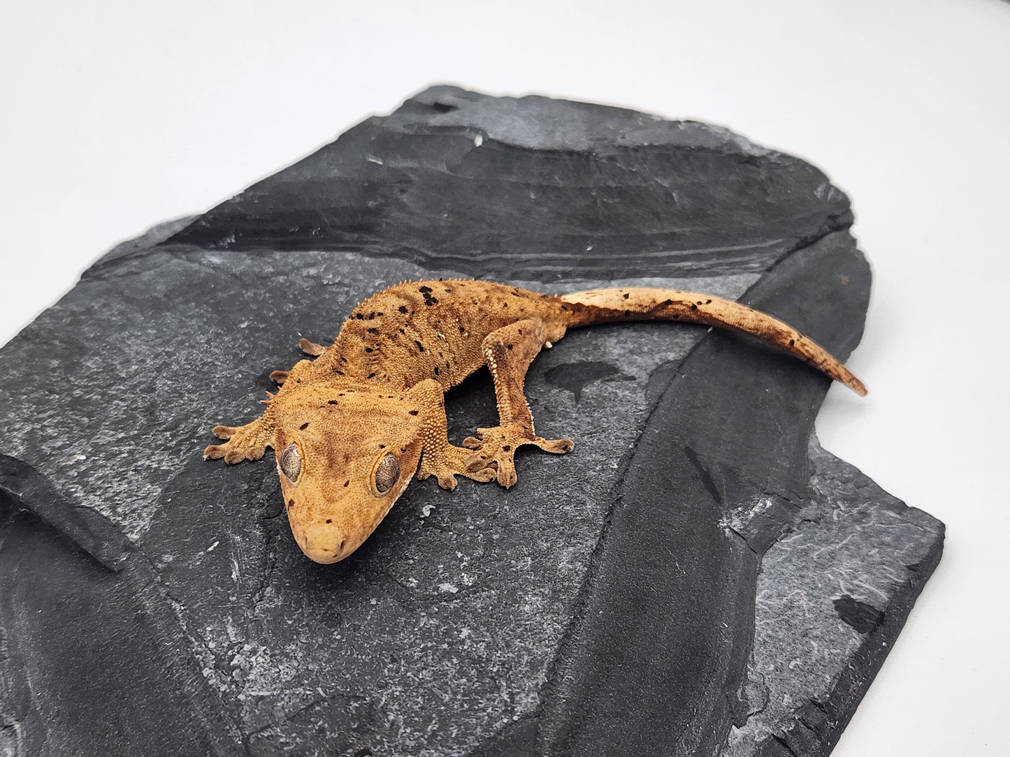 Crested Gecko - Male DOB 10-18-23 (Dot x Spot 5)
