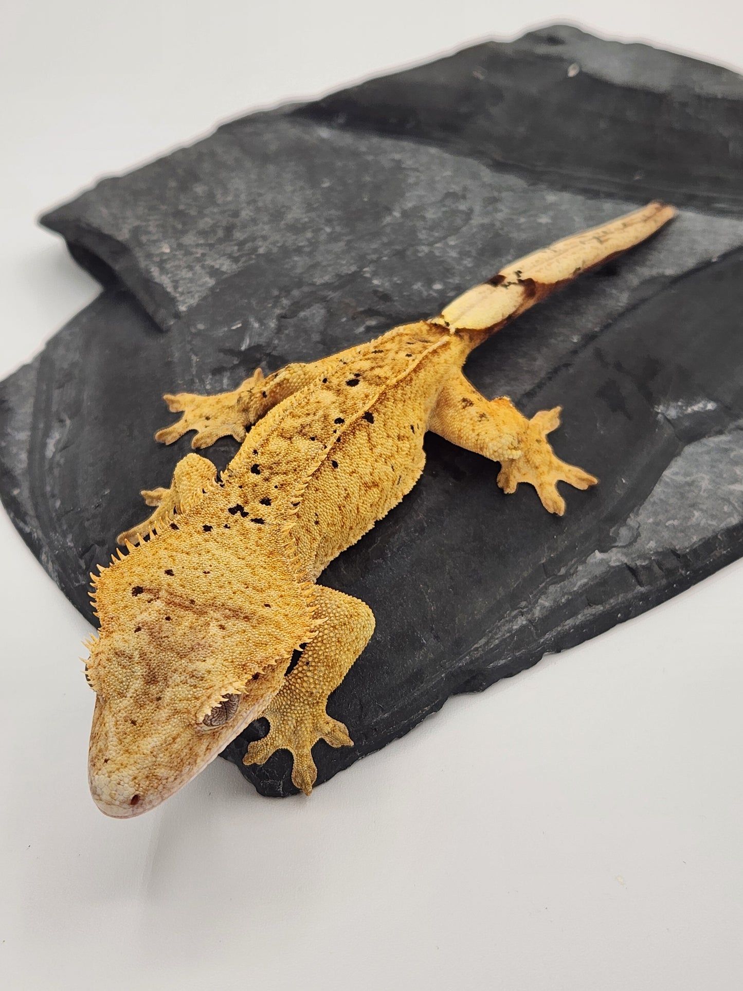 Crested Gecko - Female DOB 09-04-22 (Trent 4)