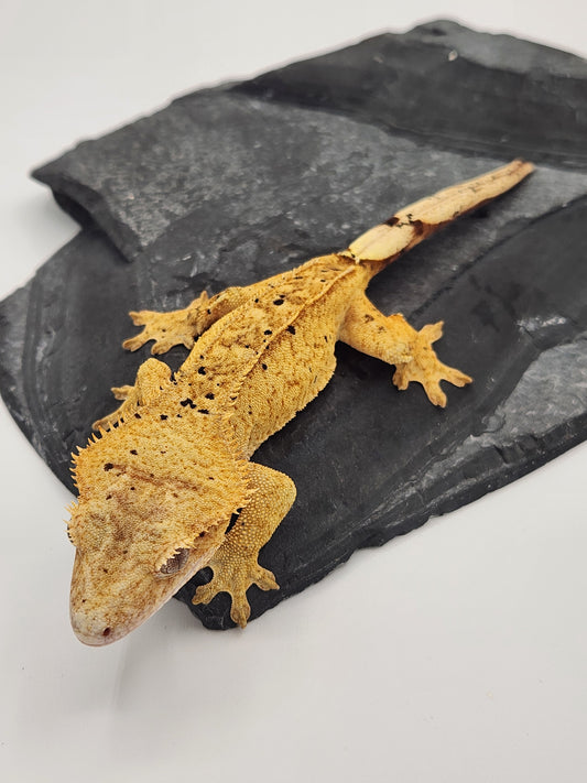 Crested Gecko - Female DOB 09-04-22 (Trent 4)