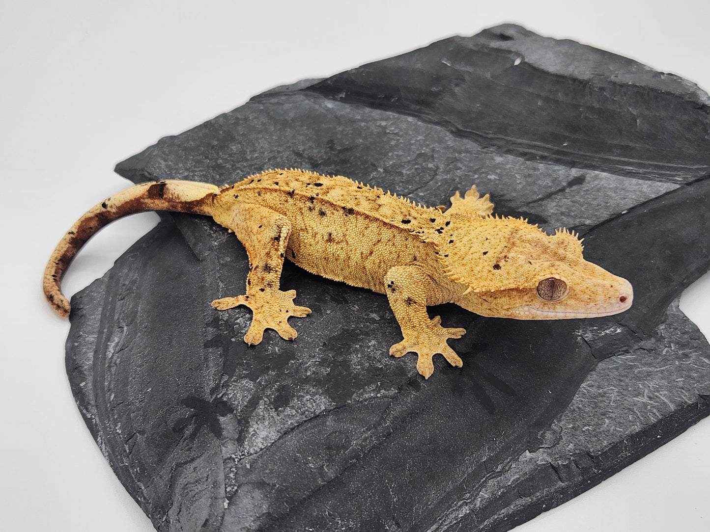 Crested Gecko - Female DOB 09-04-22 (Trent 4)