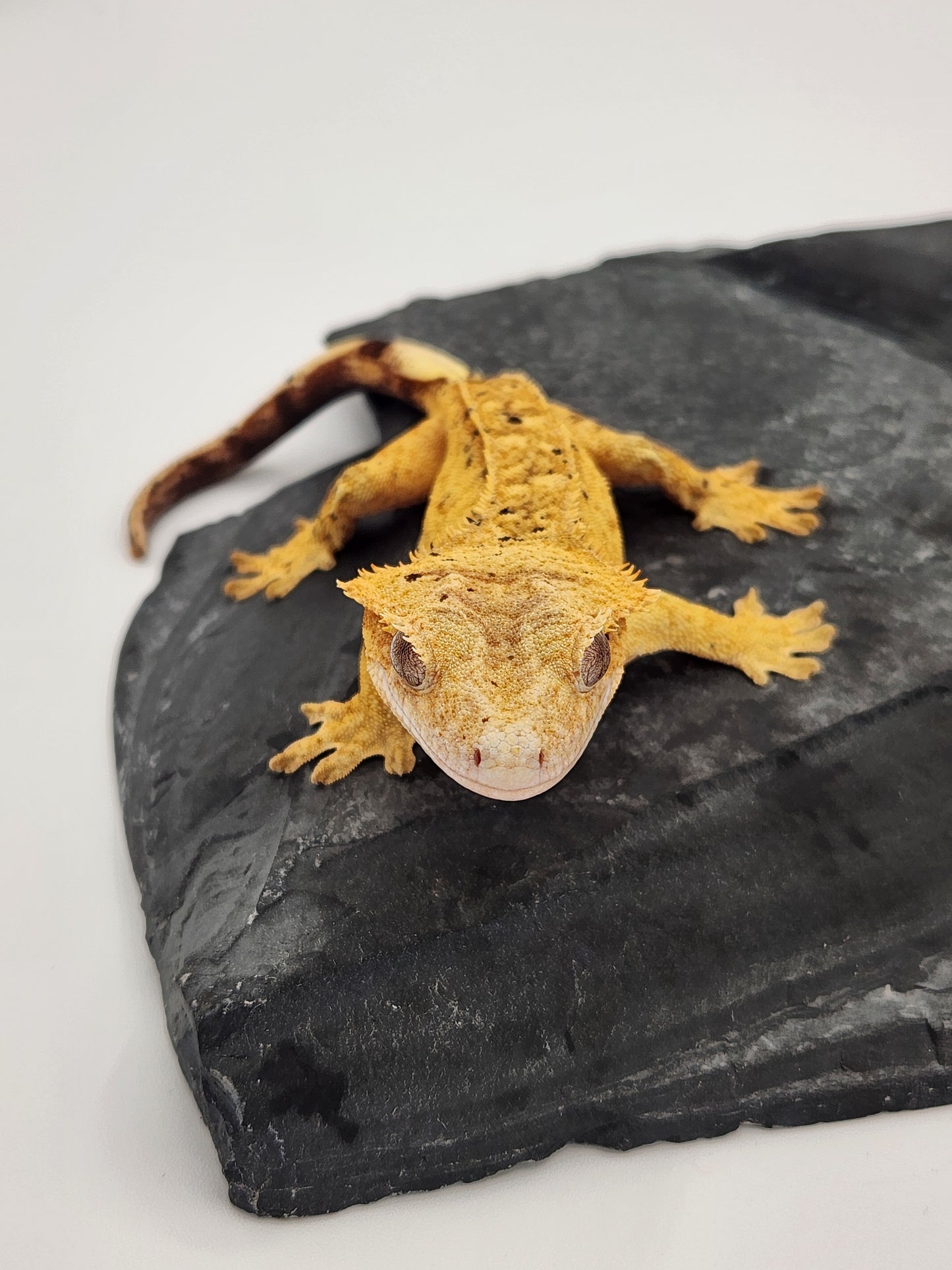 Crested Gecko - Female DOB 09-04-22 (Trent 4)