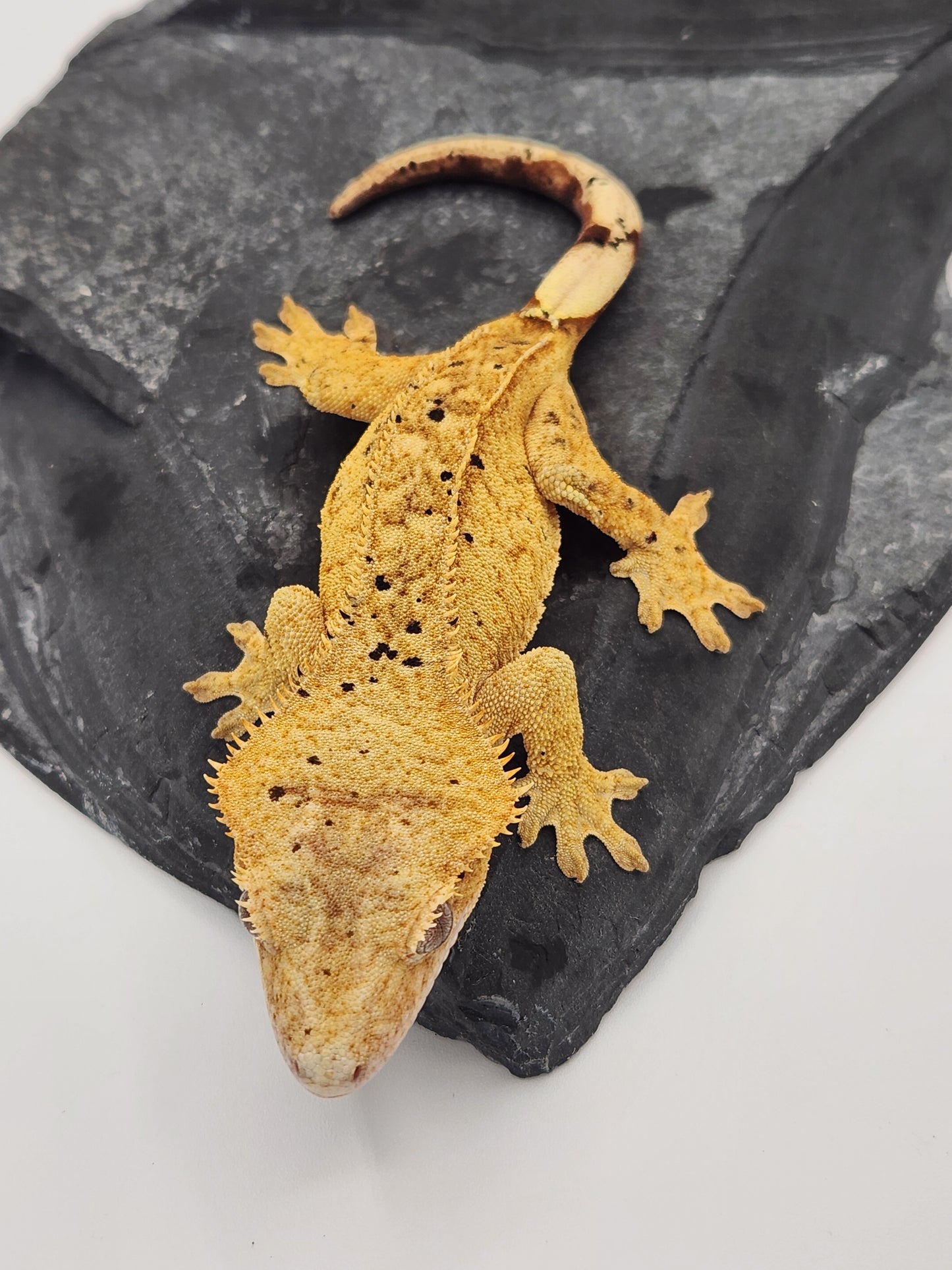 Crested Gecko - Female DOB 09-04-22 (Trent 4)