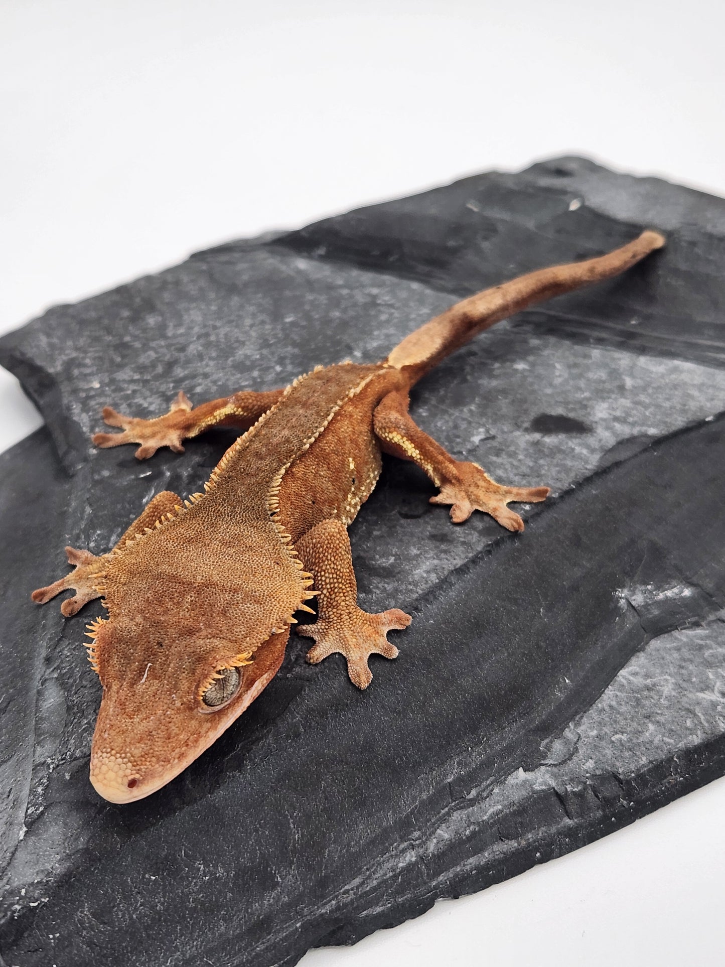Crested Gecko - Female DOB 10-26-22 (Fraoch x Loyal)