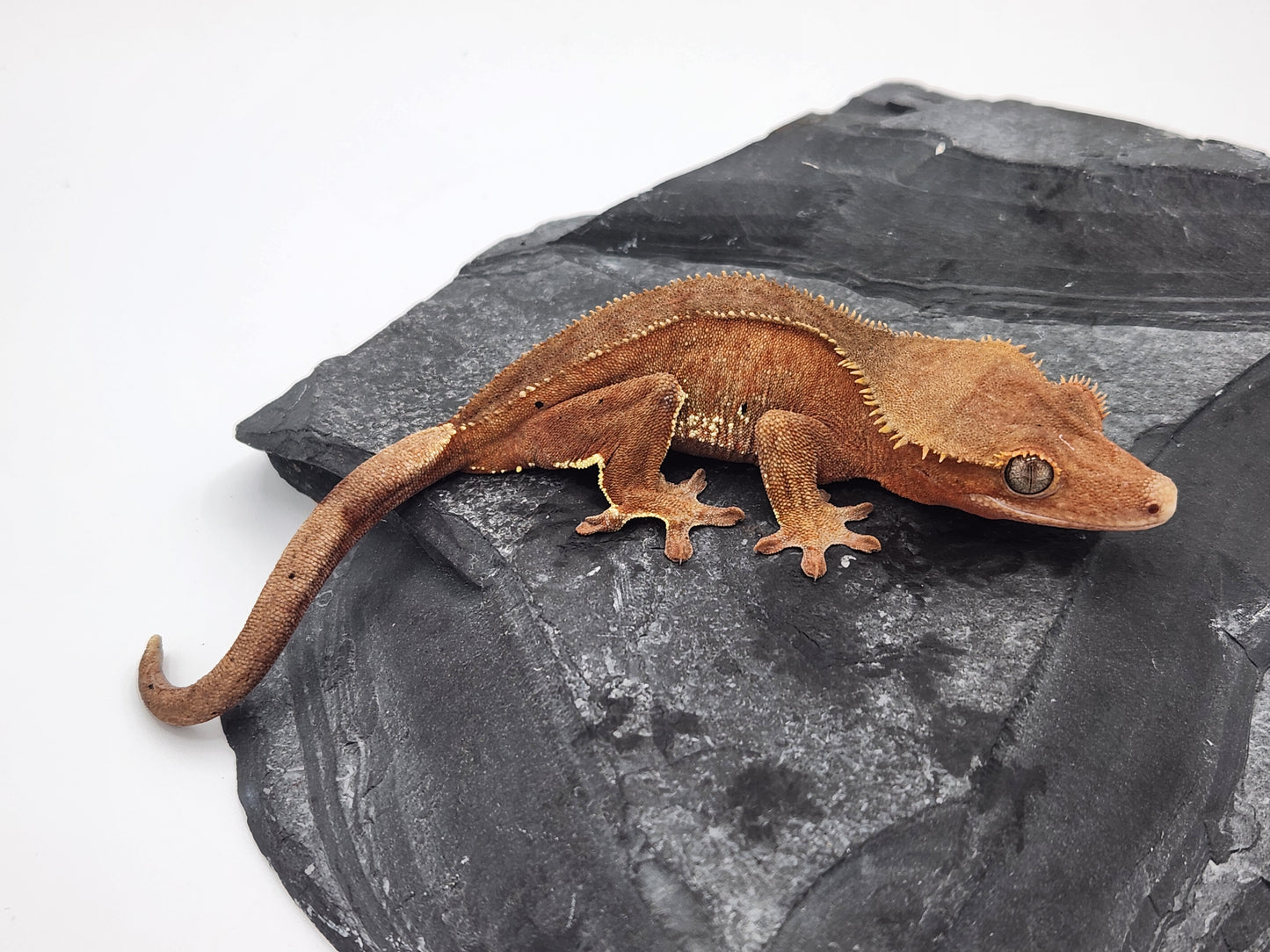 Crested Gecko - Female DOB 10-26-22 (Fraoch x Loyal)