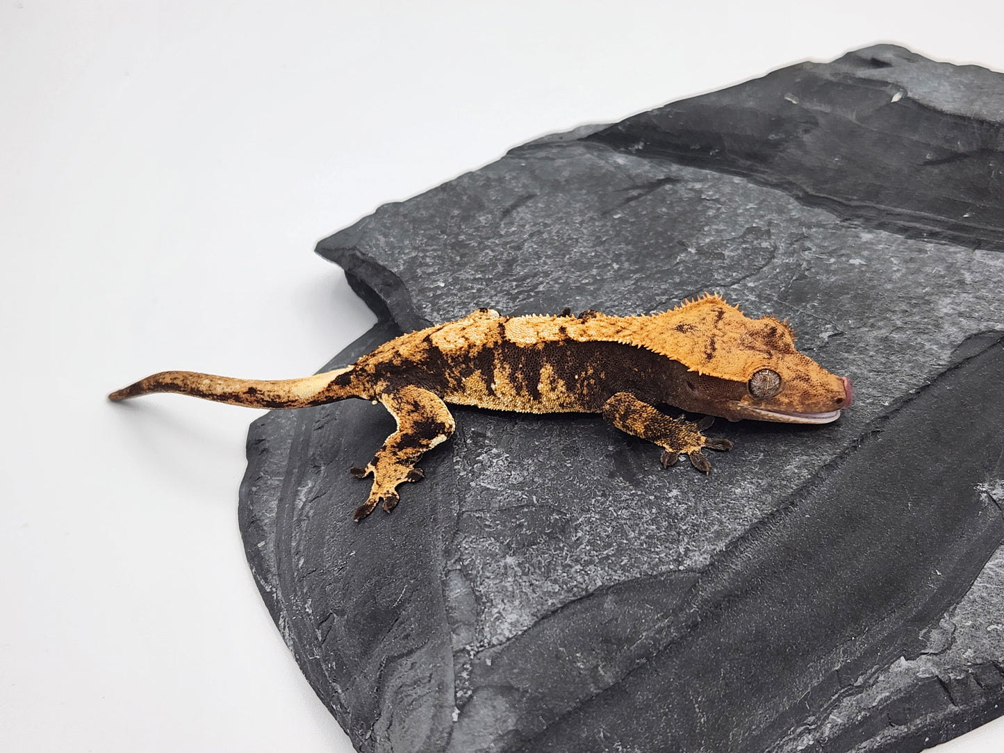 Crested Gecko - Female DOB 09-07-23 (Heather x Mystic)