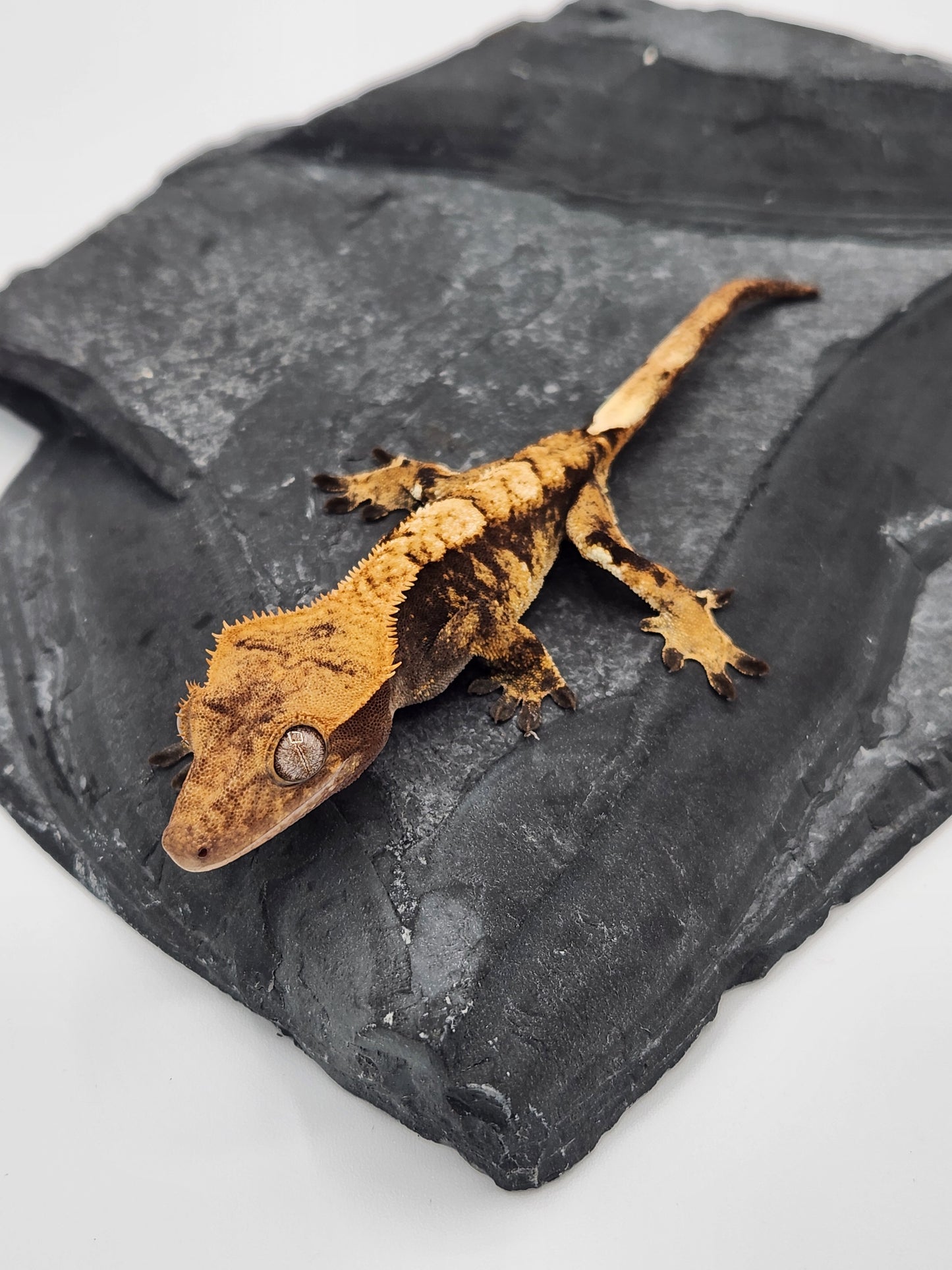 Crested Gecko - Female DOB 09-07-23 (Heather x Mystic)