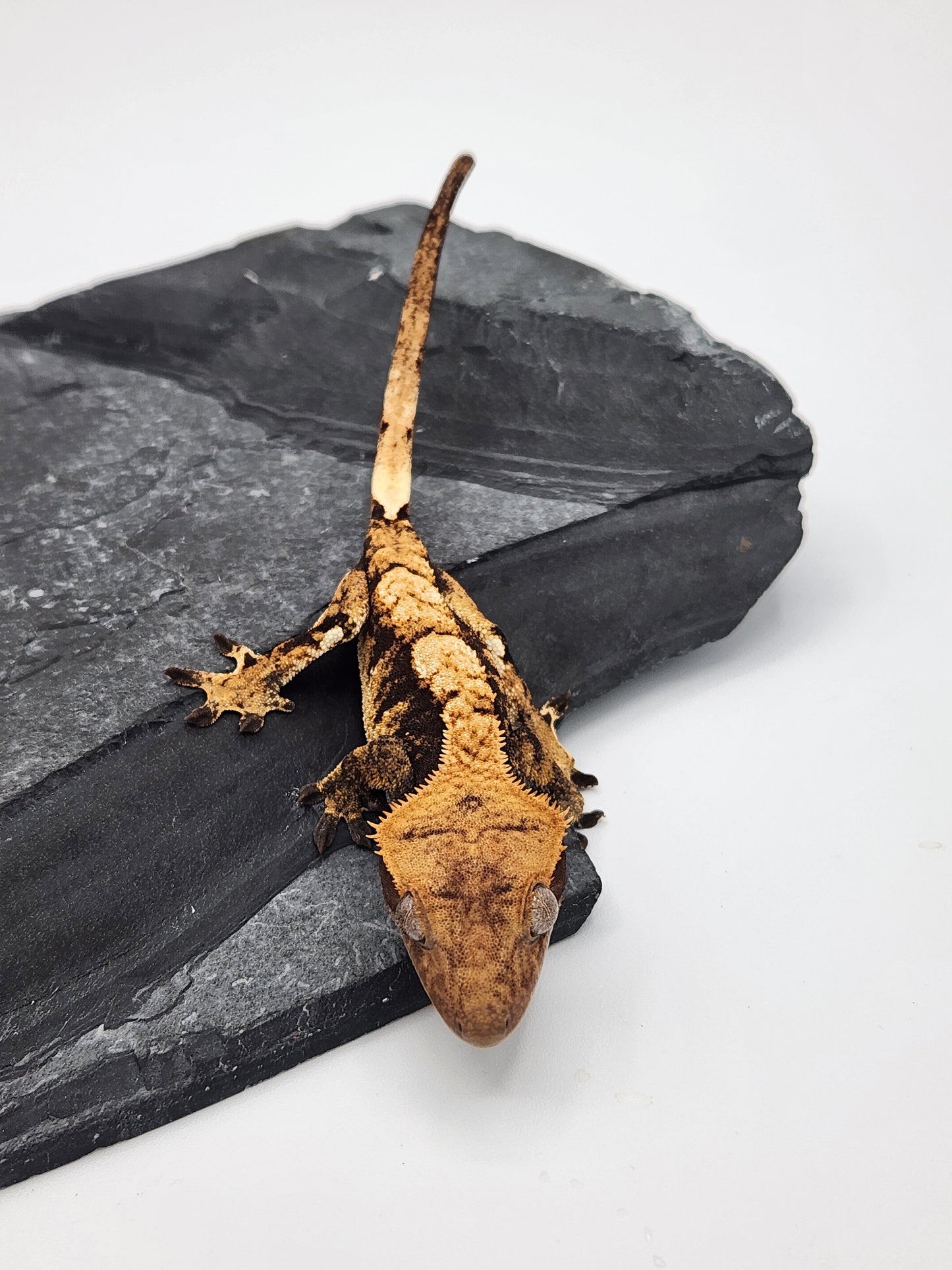 Crested Gecko - Female DOB 09-07-23 (Heather x Mystic)
