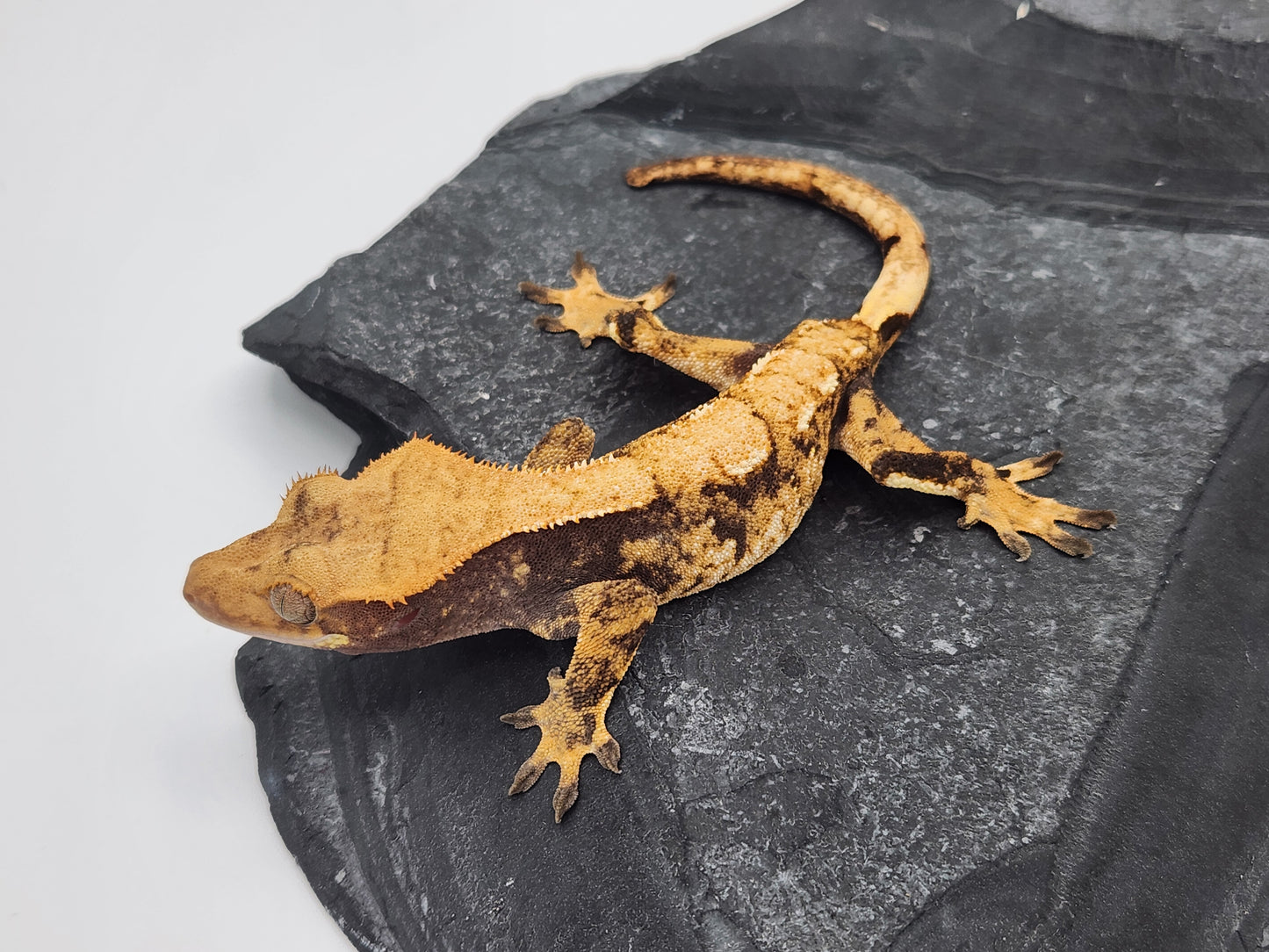 Crested Gecko - Female DOB 10-21-22 (Anima x McJimsey)