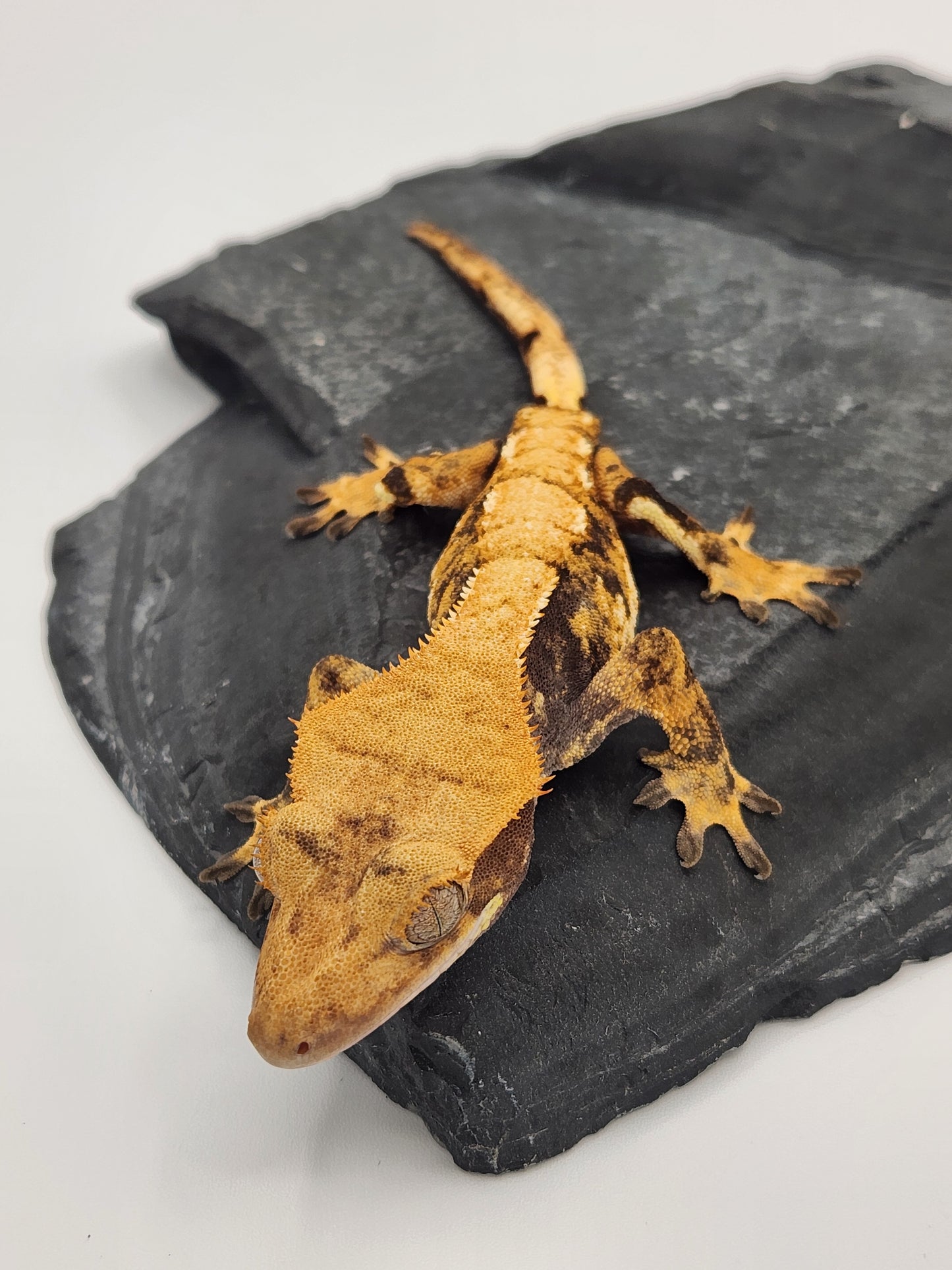 Crested Gecko - Female DOB 10-21-22 (Anima x McJimsey)
