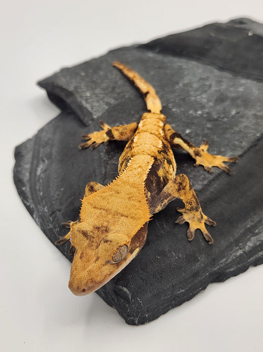 Crested Gecko - Female DOB 10-21-22 (Anima x McJimsey)