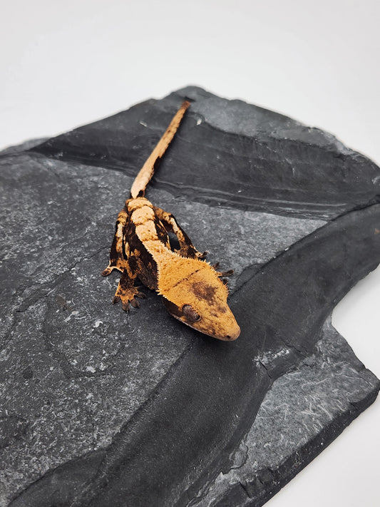 Crested Gecko - Female DOB 12-21-22 (Lightyear x Saturn)