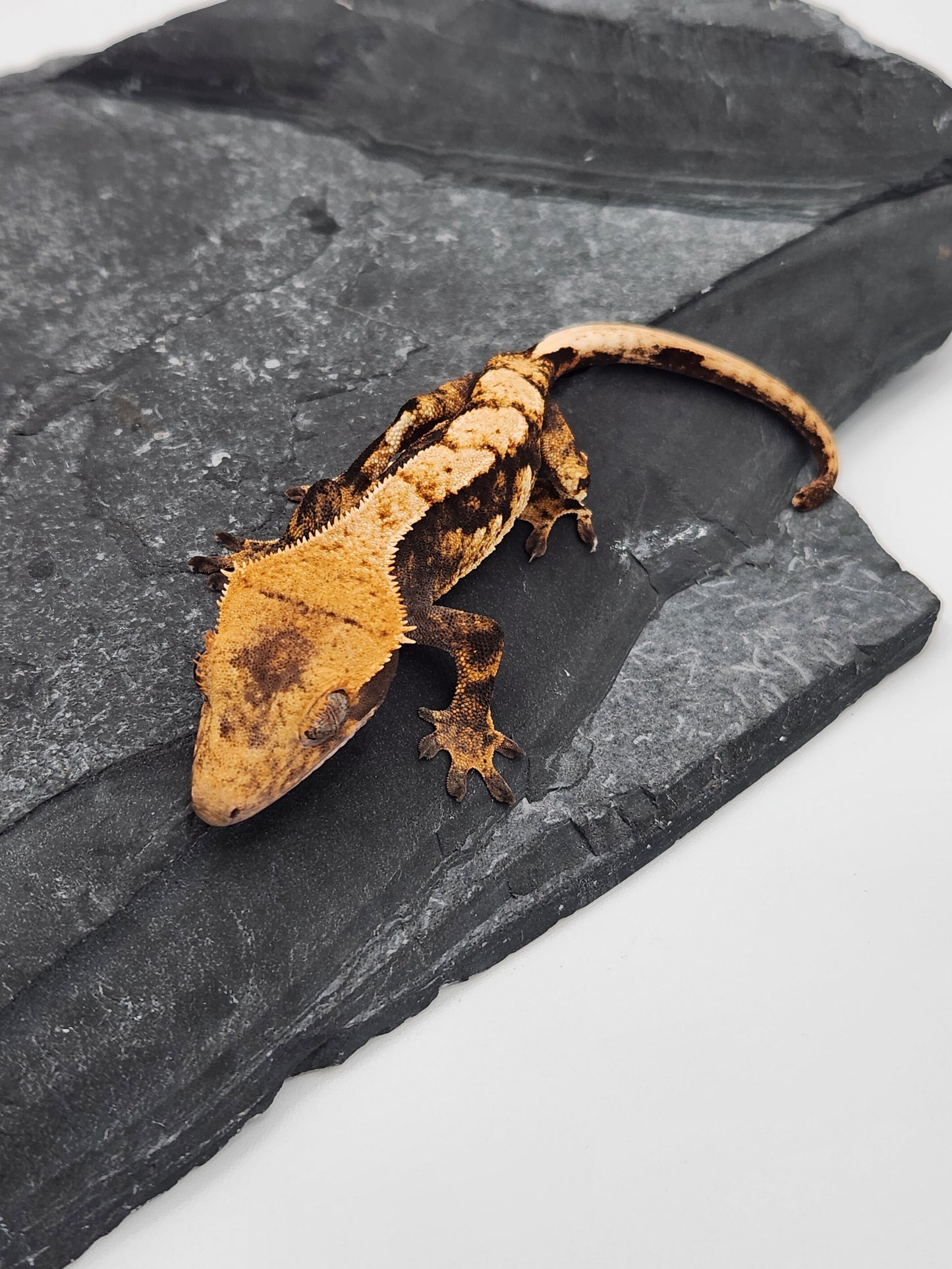 Crested Gecko - Female DOB 12-21-22 (Lightyear x Saturn)