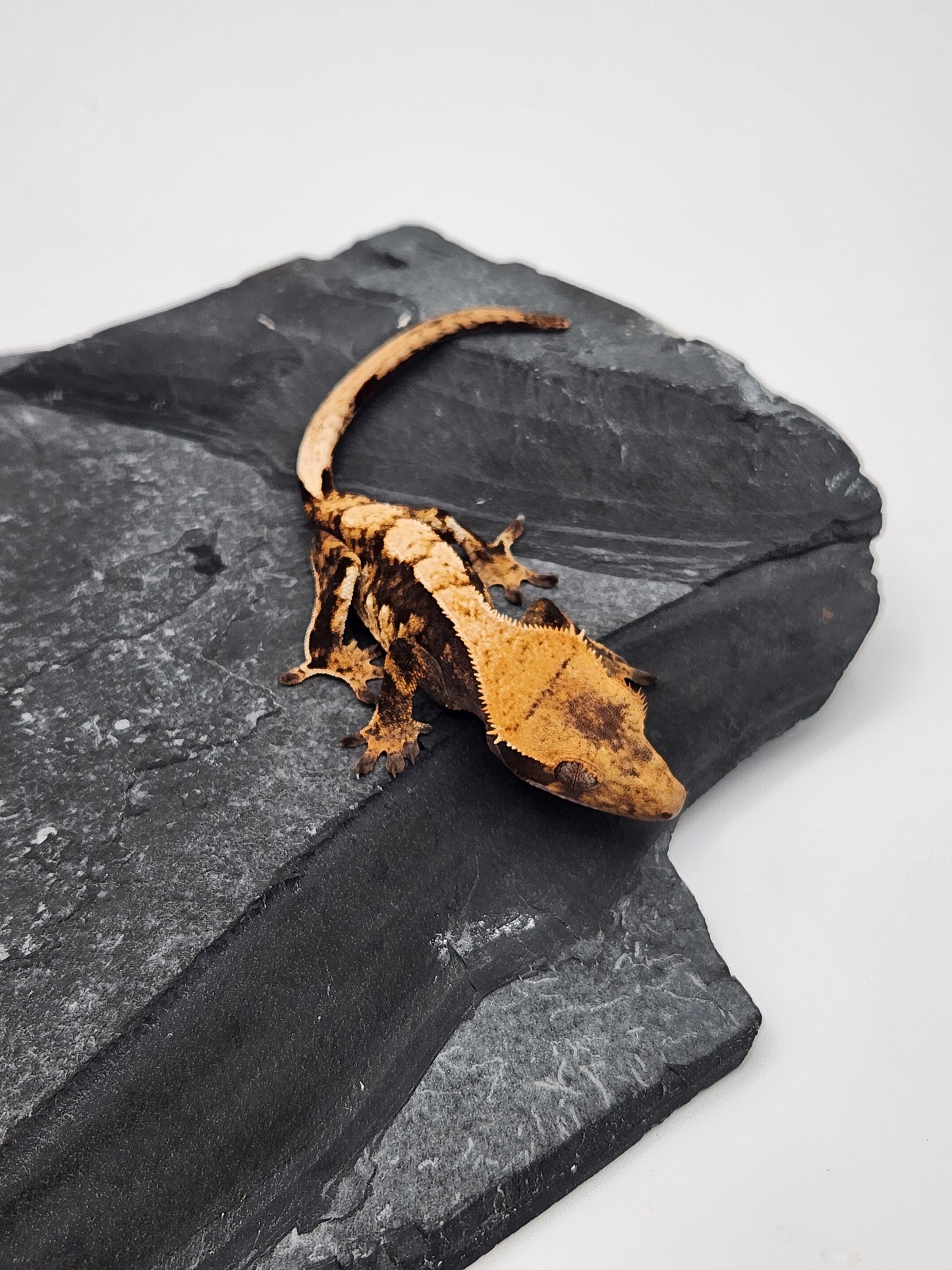 Crested Gecko - Female DOB 12-21-22 (Lightyear x Saturn)