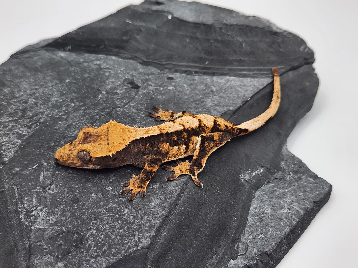 Crested Gecko - Female DOB 12-21-22 (Lightyear x Saturn)