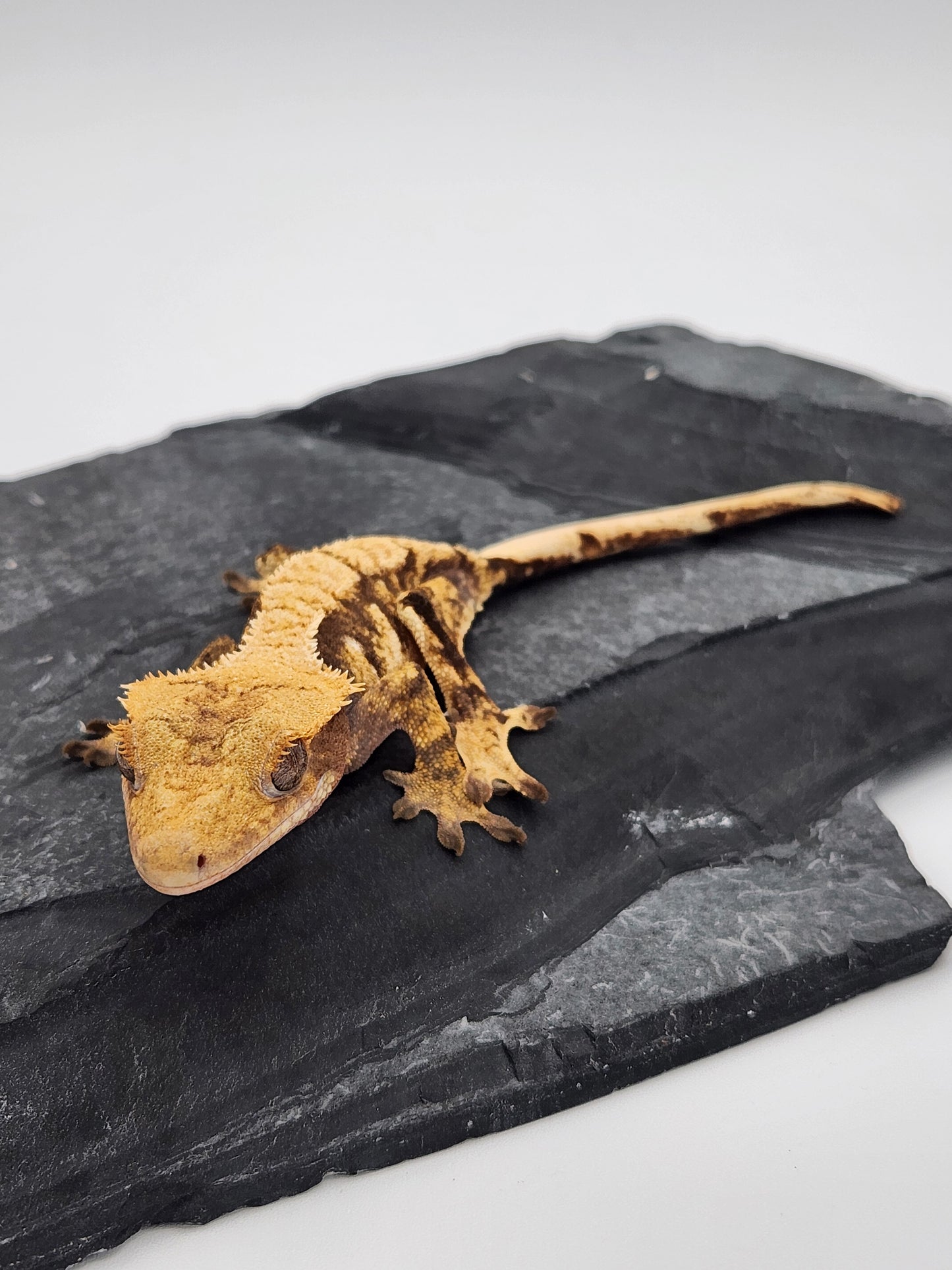Crested Gecko - Female DOB 01-08-23 (Gaitley x Horizon)