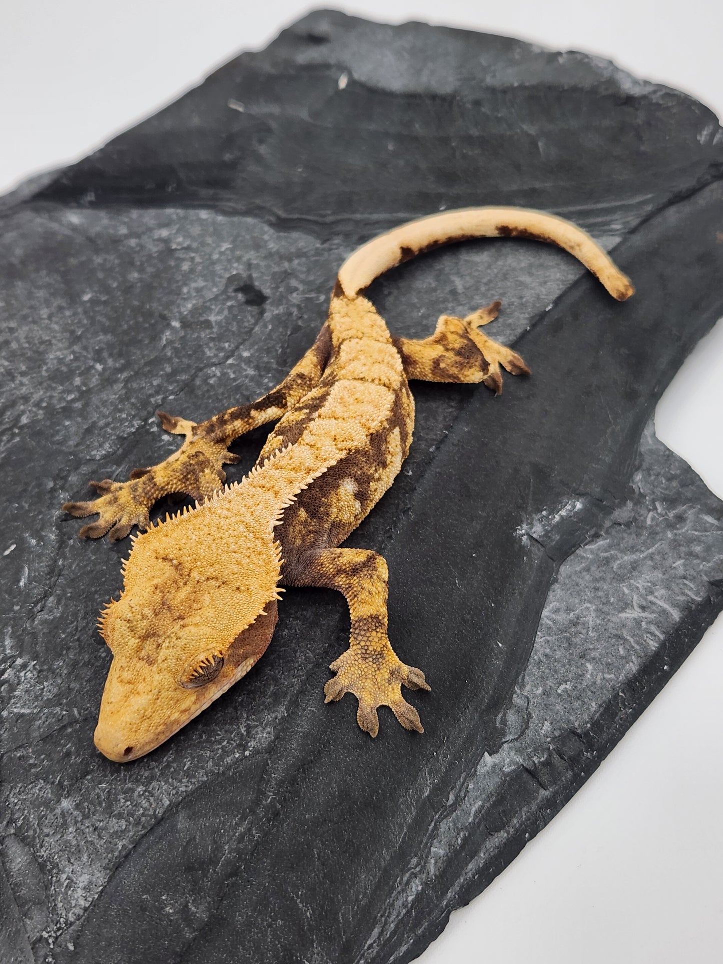 Crested Gecko - Female DOB 01-08-23 (Gaitley x Horizon)