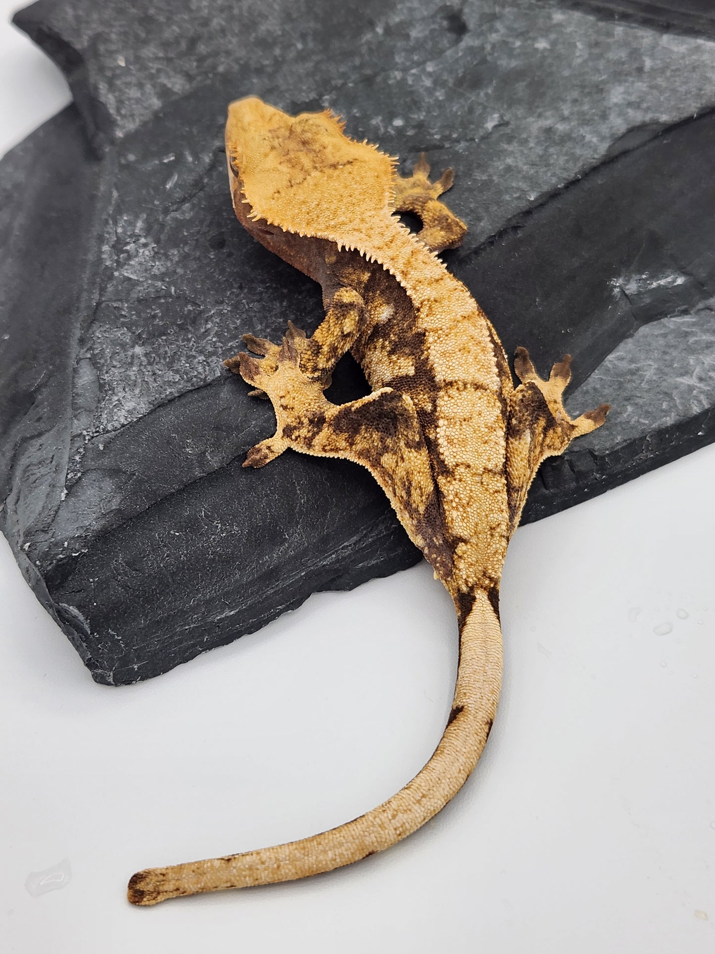 Crested Gecko - Female DOB 01-08-23 (Gaitley x Horizon)