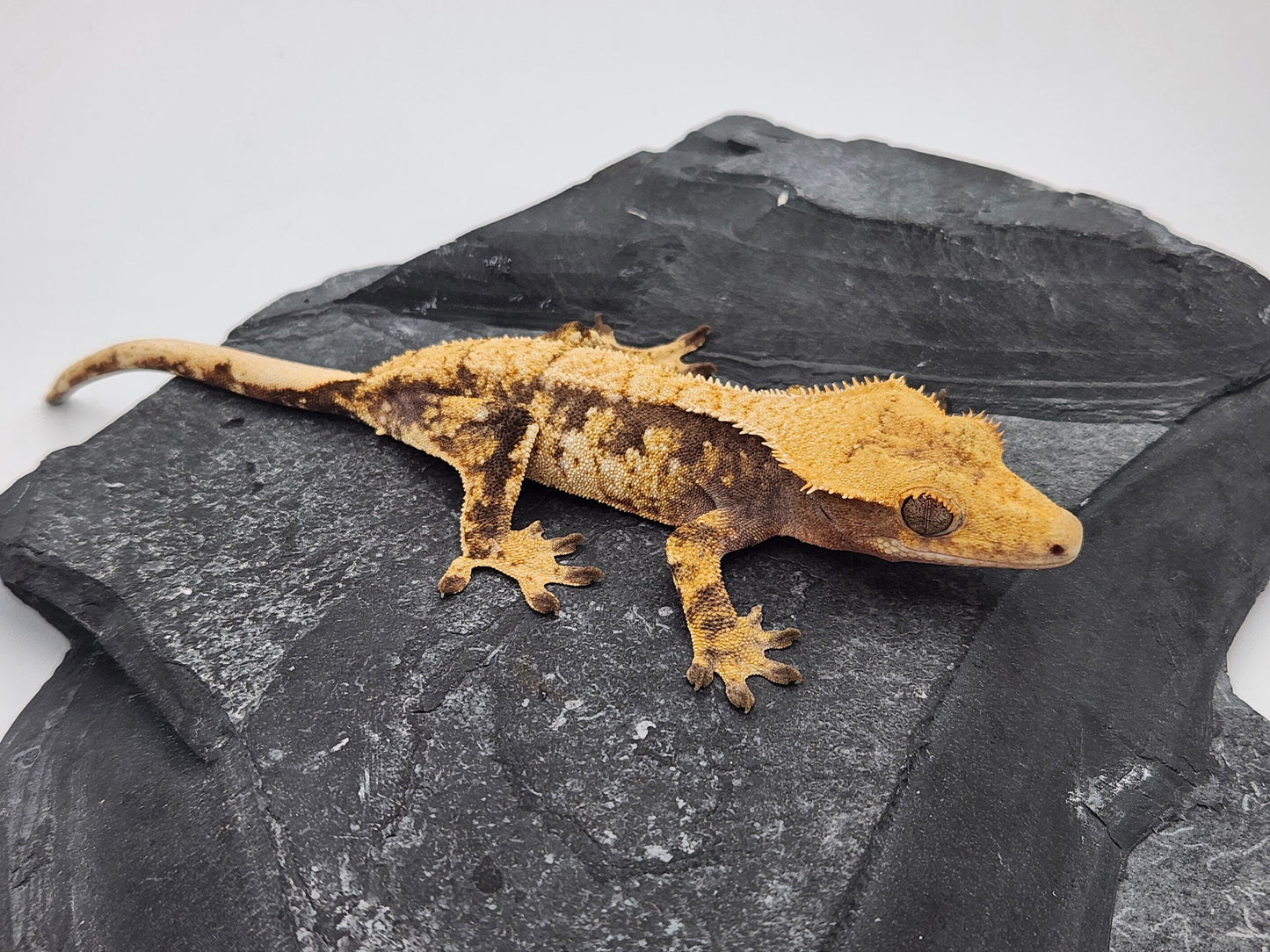 Crested Gecko - Female DOB 01-08-23 (Gaitley x Horizon)