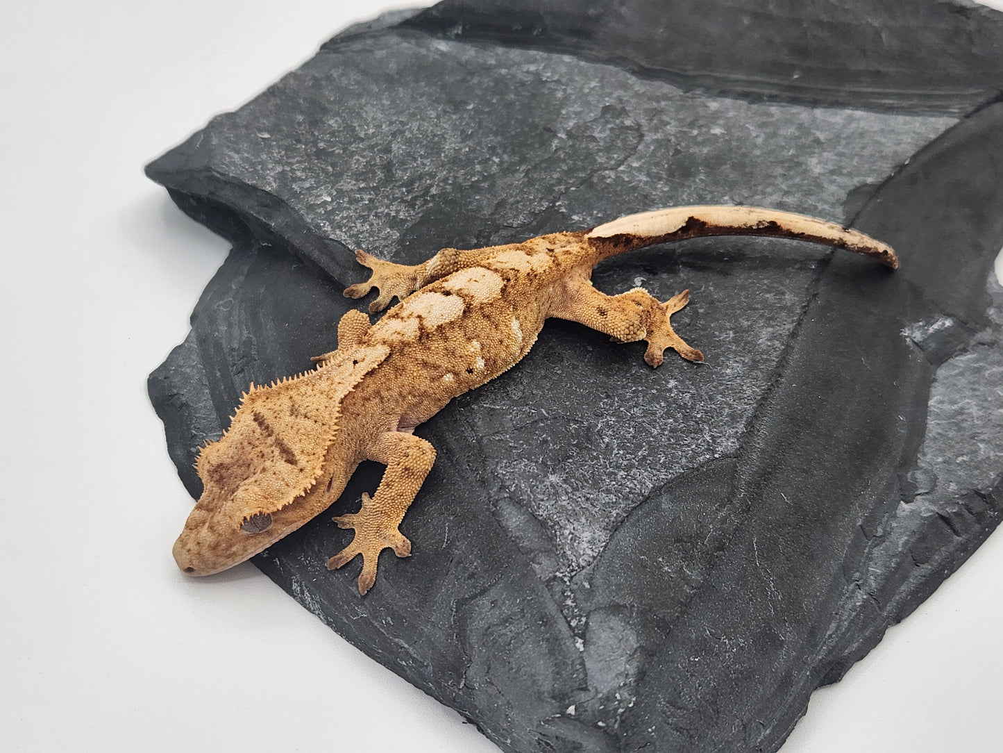 Crested Gecko - Male DOB 09-08-22 (Prism x Godiva)
