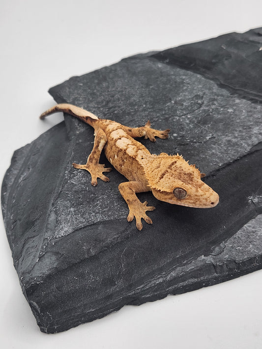 Crested Gecko - Male DOB 09-08-22 (Prism x Godiva)