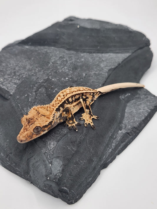 Crested Gecko - Male DOB 09-11-23 (Max x Quad)