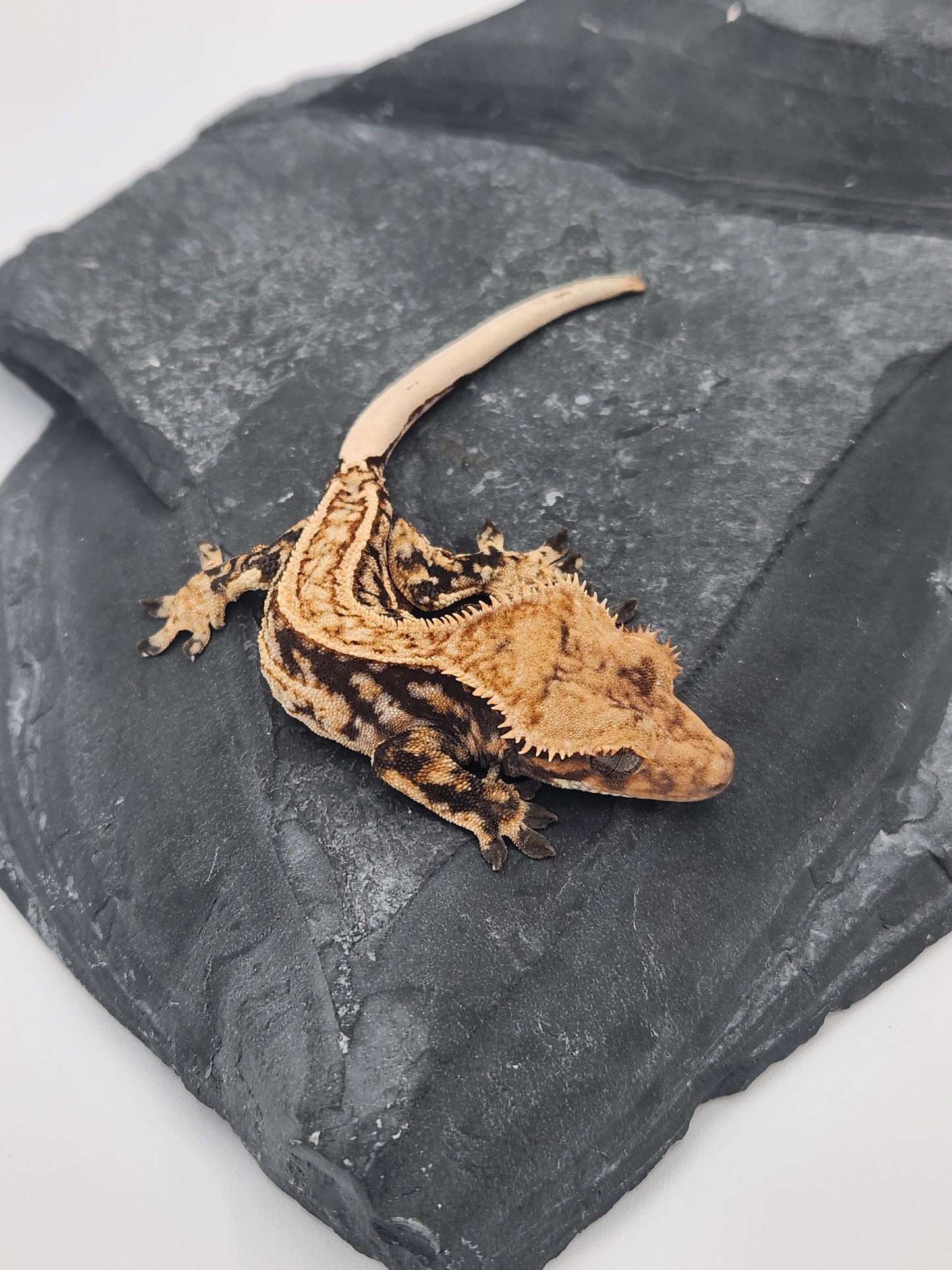 Crested Gecko - Male DOB 09-11-23 (Max x Quad)