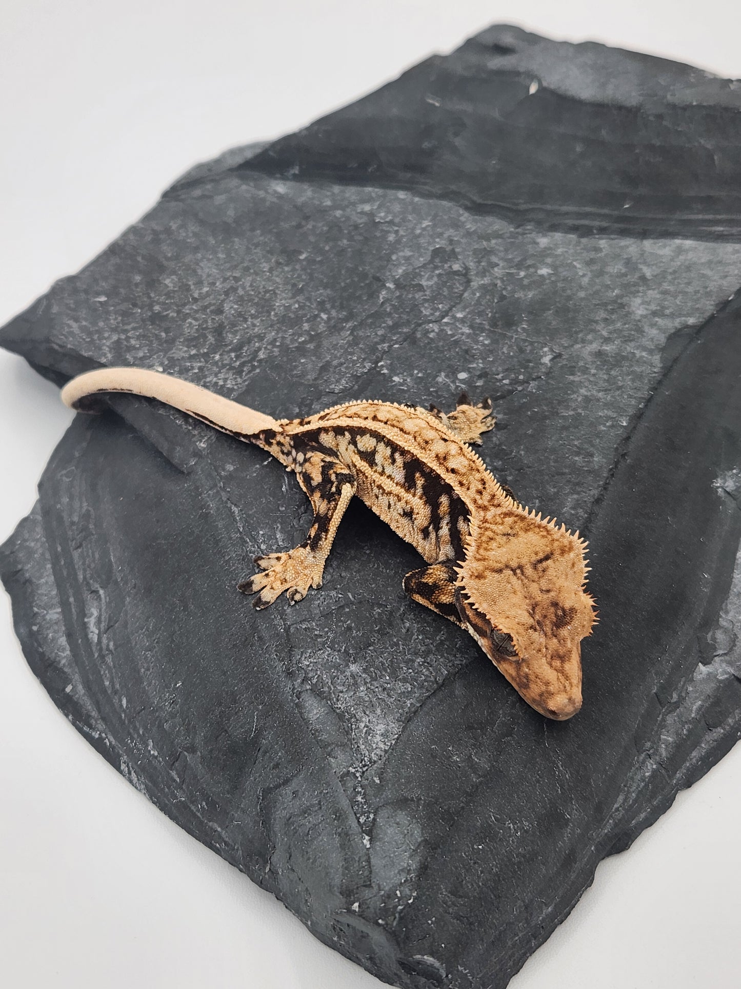 Crested Gecko - Male DOB 09-11-23 (Max x Quad)