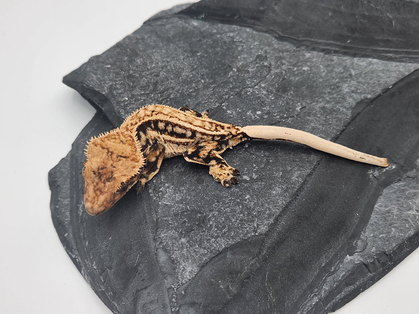 Crested Gecko - Male DOB 09-11-23 (Max x Quad)