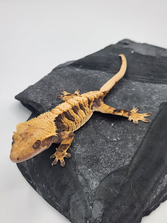 Crested Gecko - Female DOB 12-13-22 (Radiance x Haku)