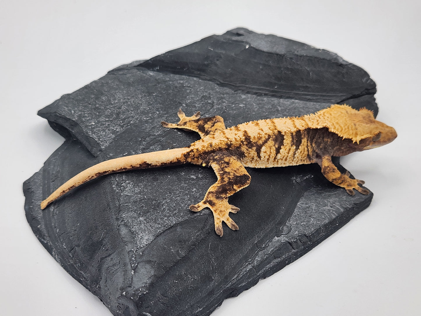 Crested Gecko - Female DOB 12-13-22 (Radiance x Haku)