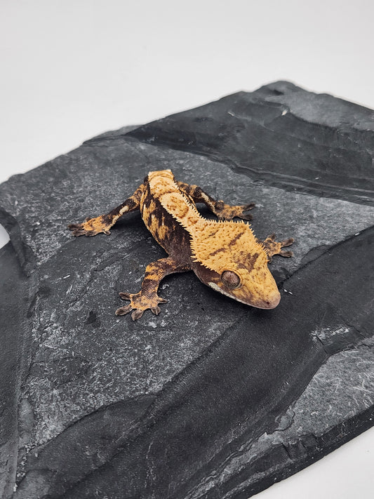 Crested Gecko - Male DOB 11-09-23 (Mark Pink x Origin)