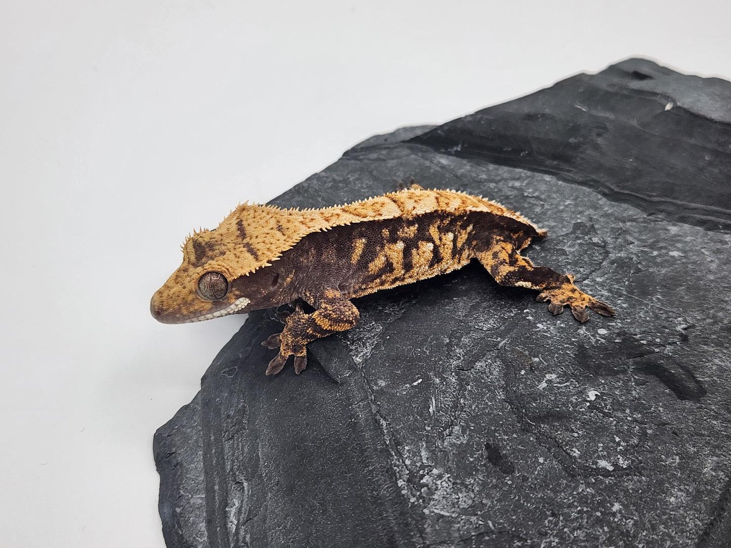 Crested Gecko - Male DOB 11-09-23 (Mark Pink x Origin)