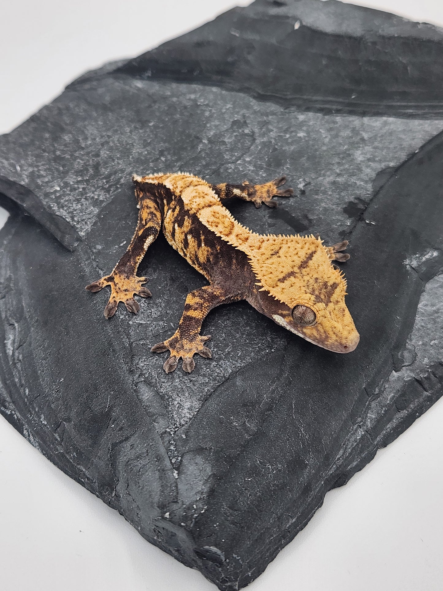 Crested Gecko - Male DOB 11-09-23 (Mark Pink x Origin)