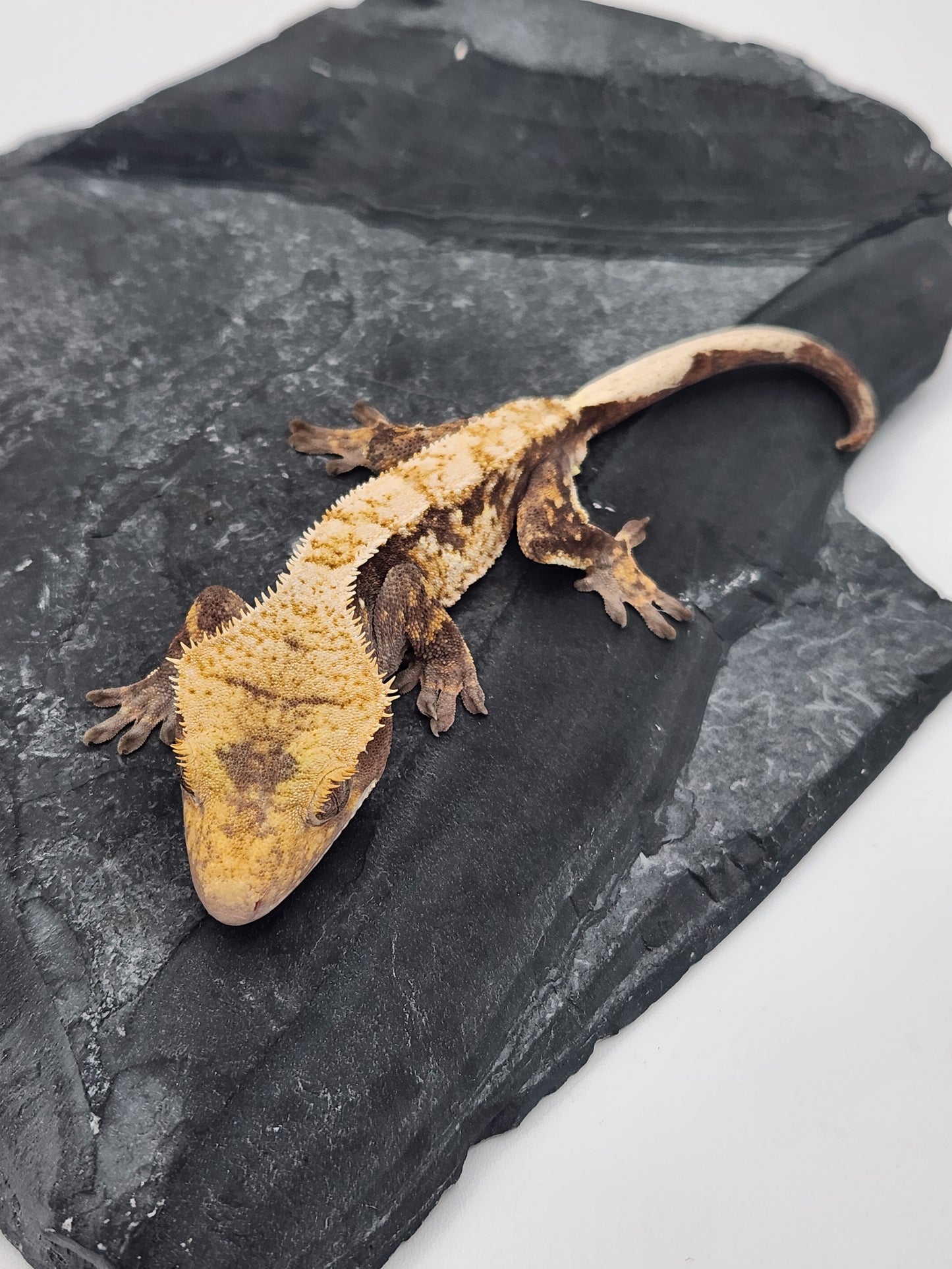 Crested Gecko - Male DOB 07-27-23 (Mark Pink x Origin)