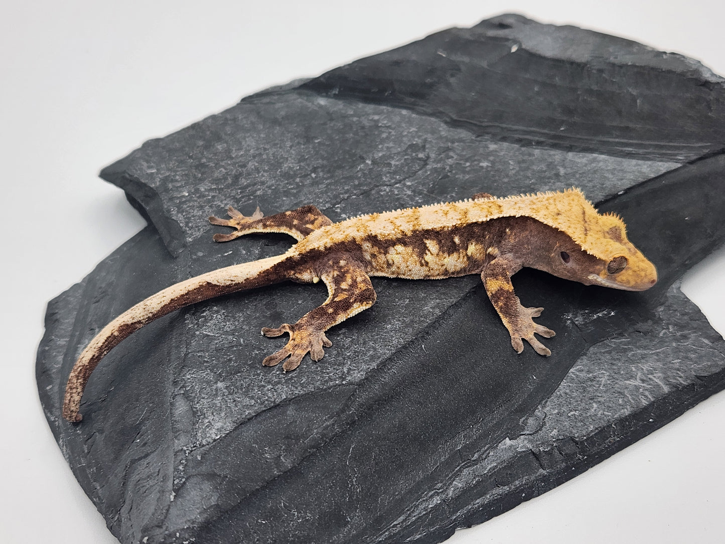 Crested Gecko - Male DOB 07-27-23 (Mark Pink x Origin)
