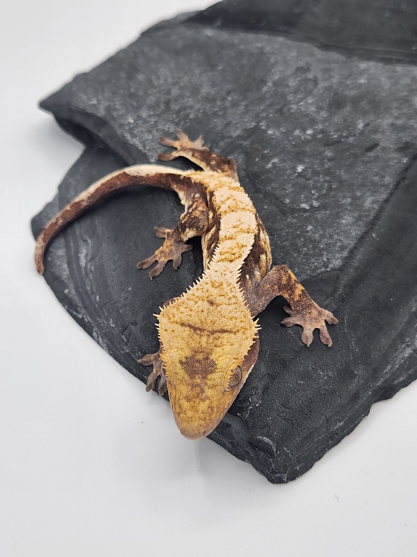 Crested Gecko - Male DOB 07-27-23 (Mark Pink x Origin)