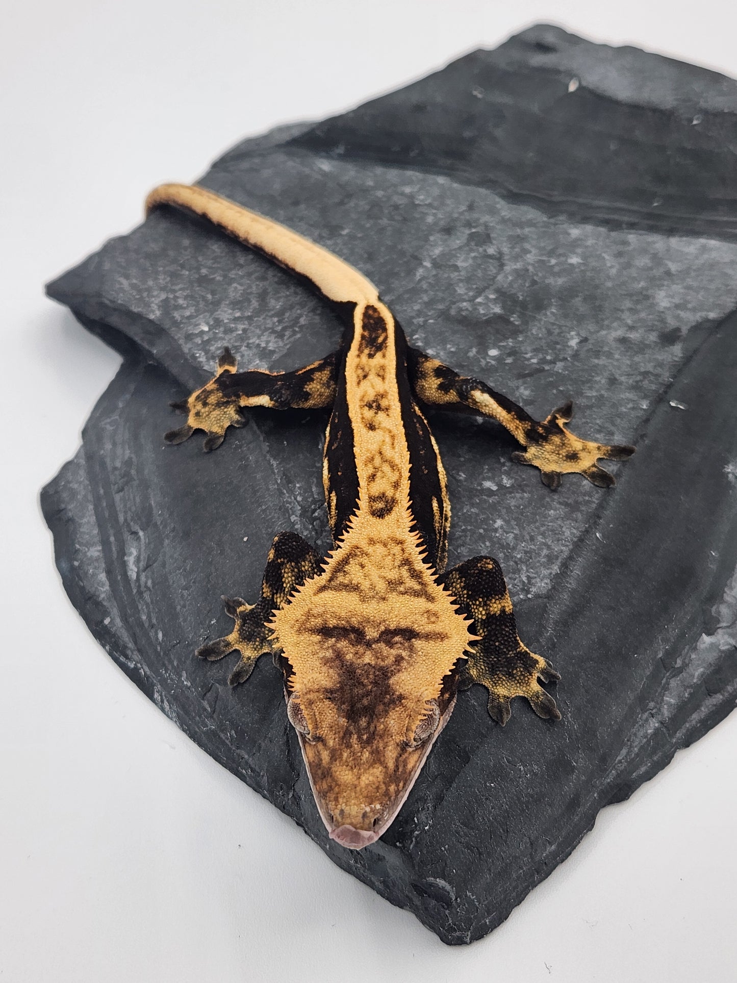 Crested Gecko - Male DOB 07-25-23 (Lightyear x Saturn)