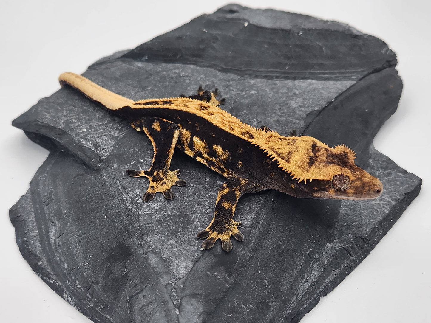 Crested Gecko - Male DOB 07-25-23 (Lightyear x Saturn)