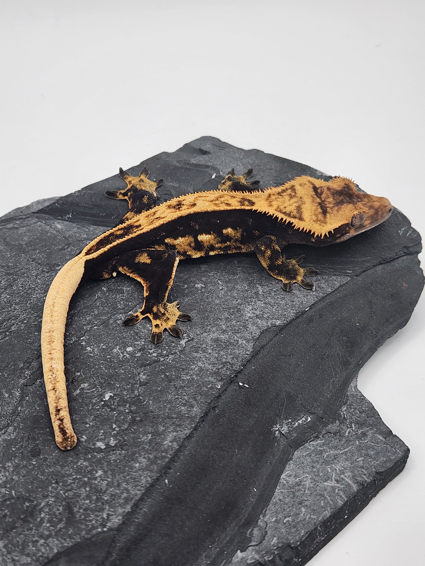 Crested Gecko - Male DOB 07-25-23 (Lightyear x Saturn)